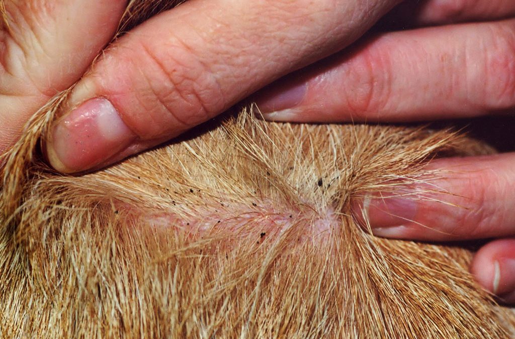 Ticks and Fleas | Close Veterinary Clinic