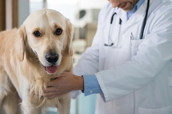 Why Heartworm Prevention is Important For Dogs in Kitchener-Waterloo