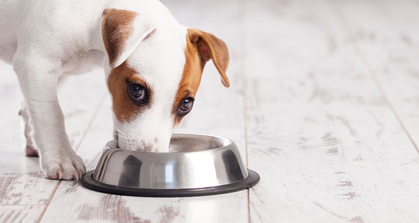 why does my dog prefer human food