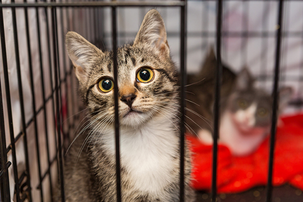 Adopting A Shelter Cat The Facts