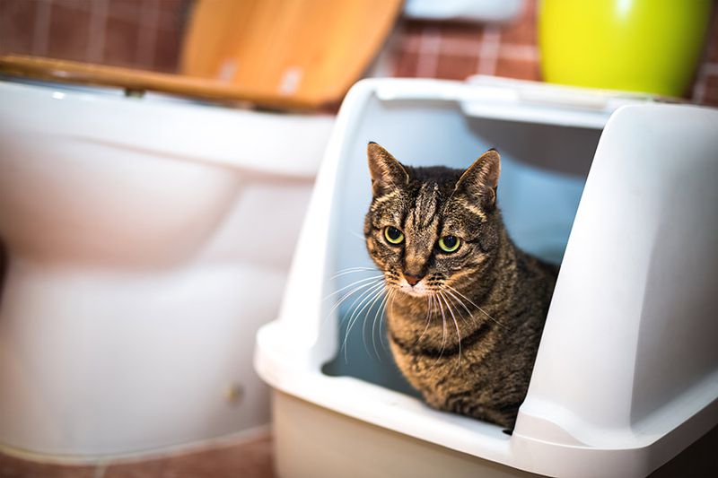 Where Should My Cat’s Litter Box Go?