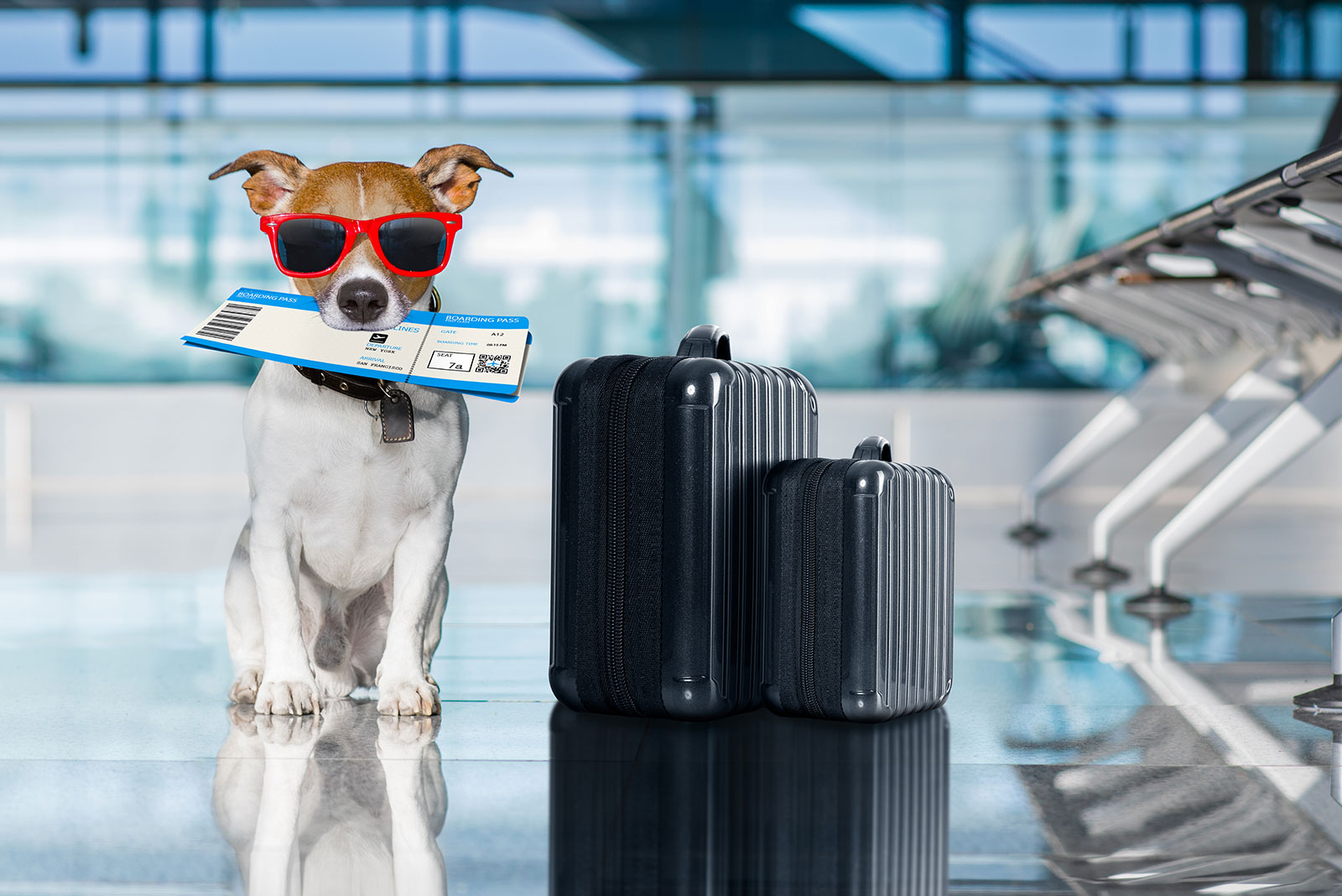 I. Introduction to Traveling with Your Dog