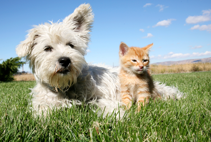 Summer First Aid Tips For Your Pet