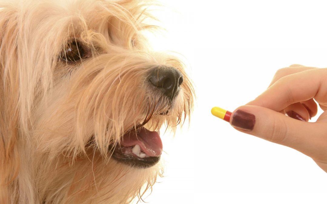 Tips For Giving Your Pet Their Medication