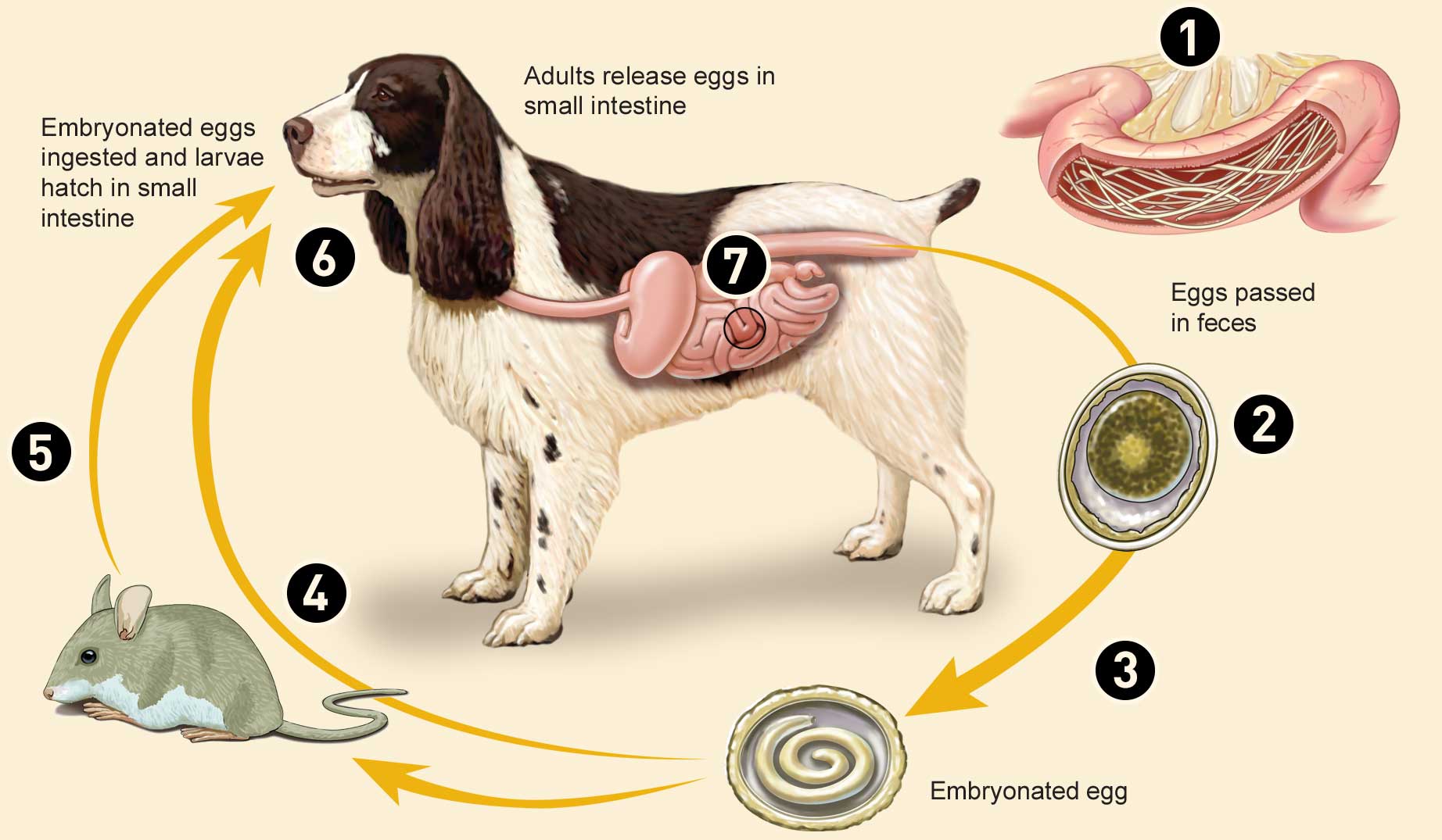 Roundworm Infection Close Veterinary Clinic