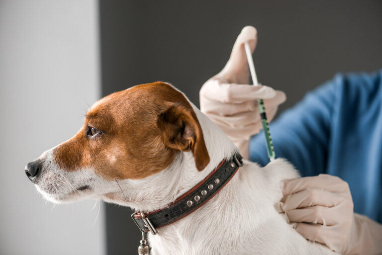 Canine Vaccines