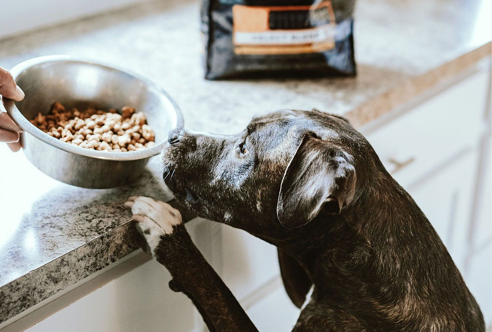 Grain Free Diets for Dogs – Are They Helpful or Harmful?