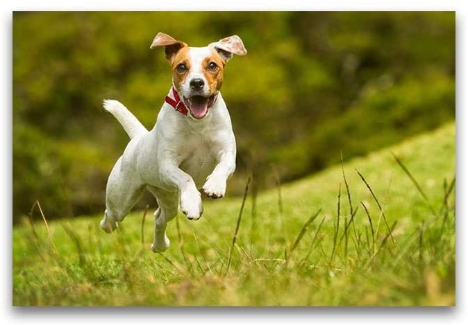 Welcome to Spring! It’s Time To Book Your Dogs Annual Heart Worm Test