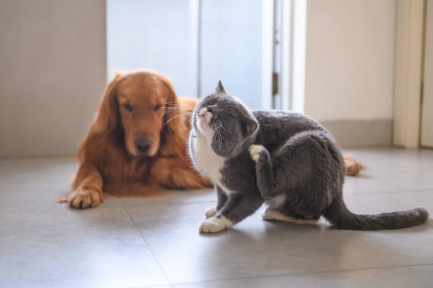 Understanding Canine and Feline Allergies: Causes, Symptoms, and Treatment