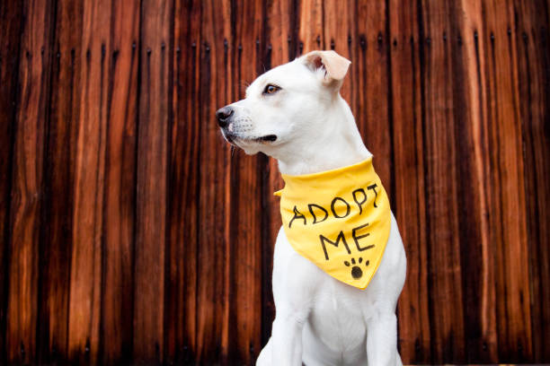 Finding Your Furry Match: A Guide to Choosing the Best Dog Breed for Adoption
